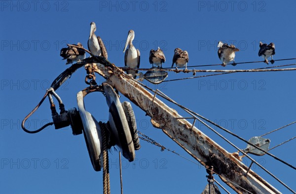 Pelican, Pelicans on fishing boat, Pelecanus occidentalis, Costa Rica, South America, Pacific