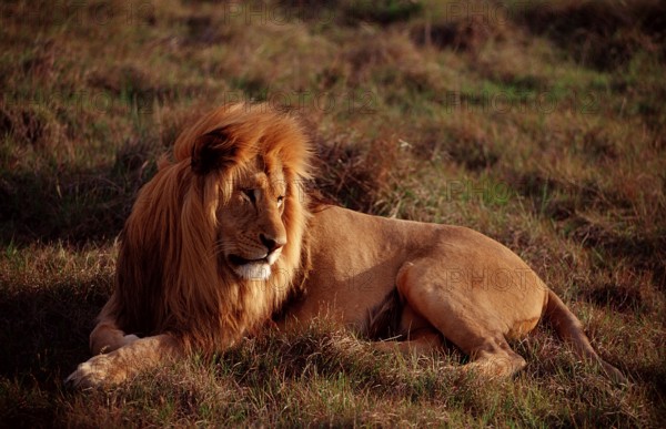 Male lion, lion, Panthera leo, South Africa, Schotia Game Park, Africa