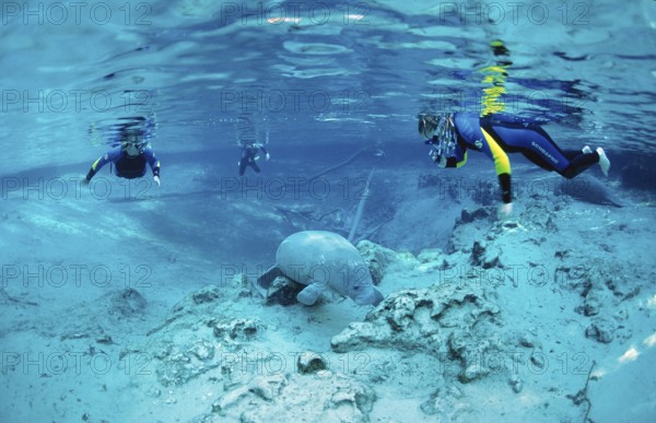 Round-tailed manatee and snorkeller, Trichechus manatus latirostris, USA, Florida, FL, Crystal
