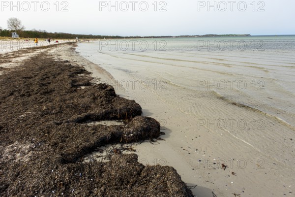 Sandy beach beach at the Baltic Sea, rising water after low tide, Baltic seaside resort
