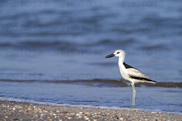 Heroncatcher, (Dromas ardeola), animals, birds, biotope, habitat, foraging, waters, As Sawadi, Al