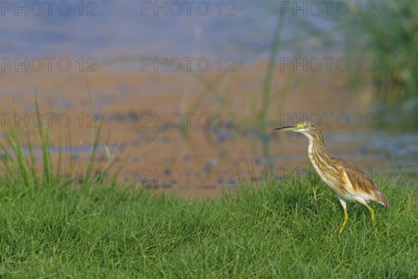 Squacco heron, heron, animals, birds, biotope, foraging, (Ardeola ralloides), Lesbos, Salalah,
