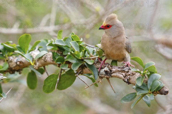 Red-tailed Mousebird, (Urocolius indicus), on perch, Africa, South Africa, KwaZulu-Natal, Mkuze