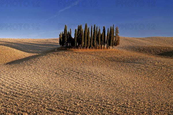 Landscape, cypresses, group of trees near Montalcino, blue sky, Tuscany, Italy, Toskana, Italy,