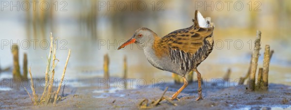 Water rail, (Rallus aquaticus), biotope, habitat, animal, animals, birds, rail family, Der Spieß