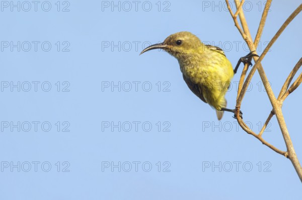 Green-breasted Sunbird, Green-throated Sunbird, Hedydipna platura, Anthodiaeta platura, (Anthreptes