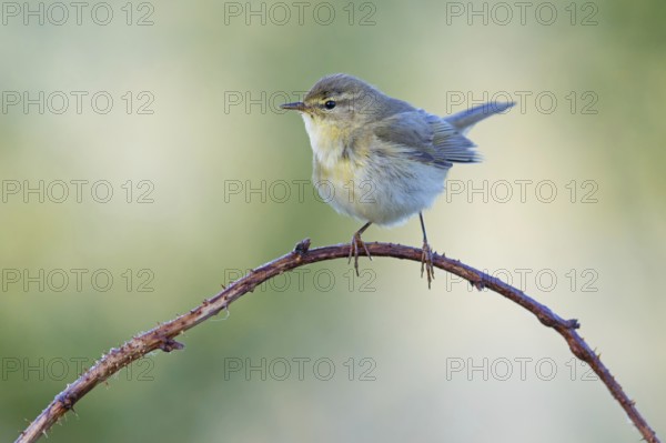 Willow Warbler, Willow Warbler, Phylloscopus trochilus, Pouillot fitis, Mosquitero Musical,