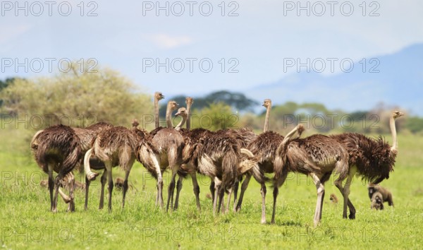 A group of Ostrich, Africa, Tanzania, (Struthio camelus), Animal, Animals, Bird, Birds, Tanzania,