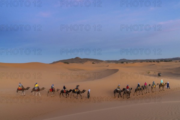 Merzouga, Morocco, 9 March, 2024: Berber guide leading a tourist group on a dromedary trek into the