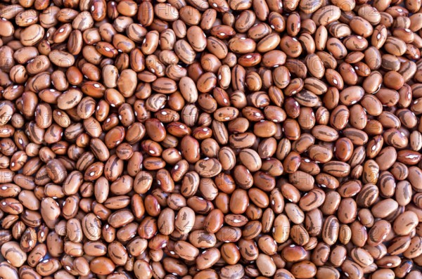 Beans of bean (beans). Background of many grains of dried beans. Brown beans texture. Food
