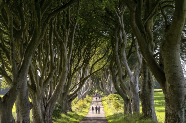 Armoy, United Kingdom, 7 July, 2022: tourists enjoy a visit to the famous The Dark Hedges in