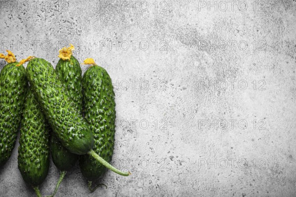 Fresh raw organic farmer cucumbers with leafs arranged on grey rustic stone background top view,