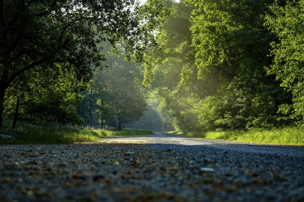 Shady forest path in the afternoon sun with green foliage and quiet atmosphere, forest on the edge