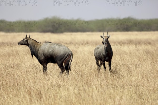Blue bull, velavadar, Gujarat, India, Asia