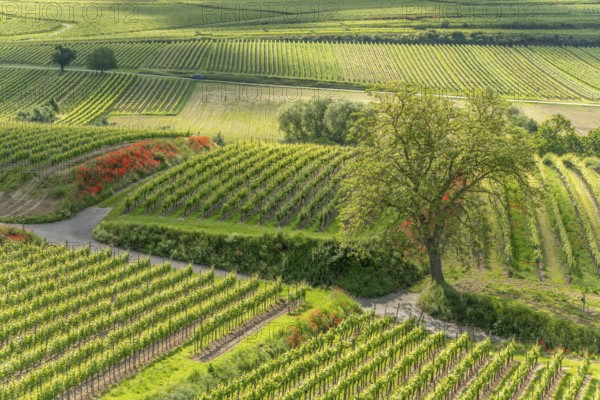 Poppies in bloom in the vineyard in spring. Kaiserstuhl, Emmendingen, Fribourg-en-Brisgau,
