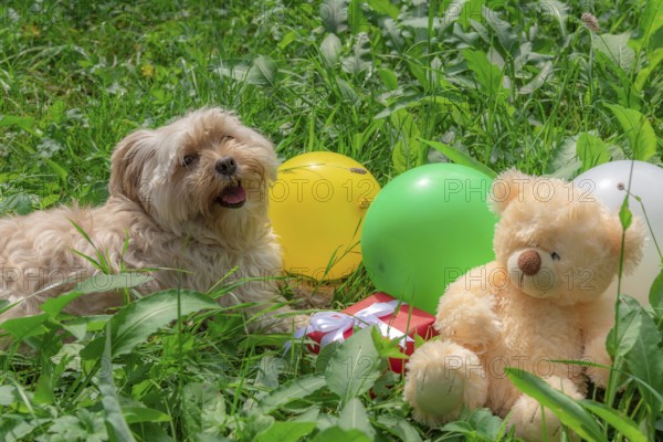 Birthday card idea with a cute Bichon Havanese dog laying on grass among colorful balloons, a red