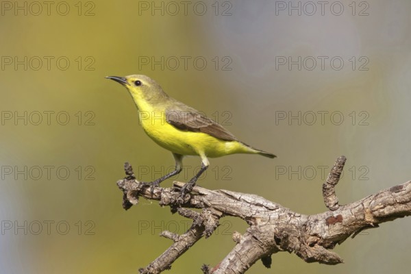 Green-breasted Sunbird, Green-throated Sunbird, Hedydipna platura, Anthodiaeta platura, (Anthreptes