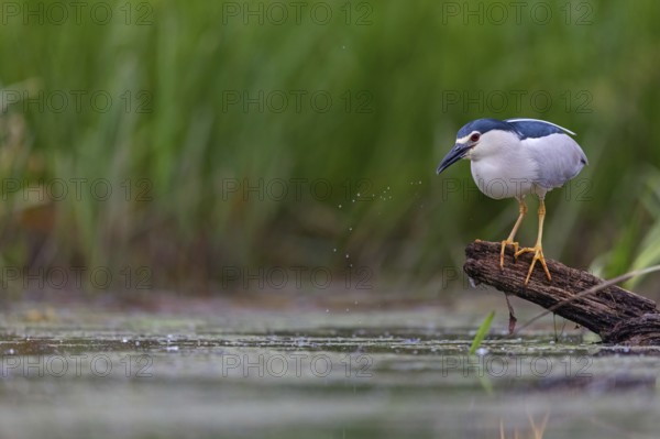 Black-crowned black crowned night heron (Nycticorax nycticorax), Bihoreau gris, HÈron bihoreau,
