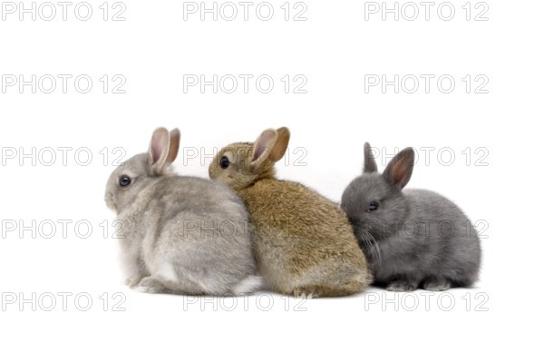 Three young rabbits, dwarf rabbits, family of hares, (Brachylagus idahoensis), free-range, baby