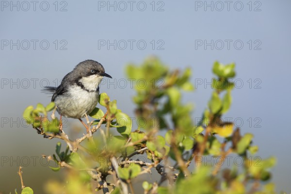 Collared Apalis, (Apalis thoracica), Bar-throated Apalis, Apalis à collier, Apalis acollarado, West