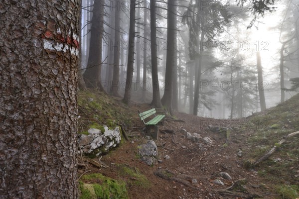 Marked hiking trail with bench leads through a misty mountain forest, quiet, mystical atmosphere,