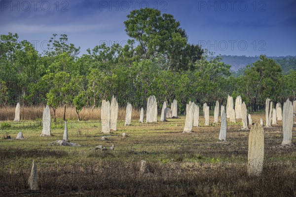 Construction of compass termites (Amitermes meridionalis), Litchfield National Park, Northern