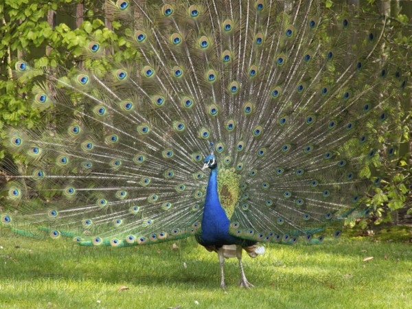 A peacock spreads its colourful plumage in the garden, Apeldoorn, Netherlands