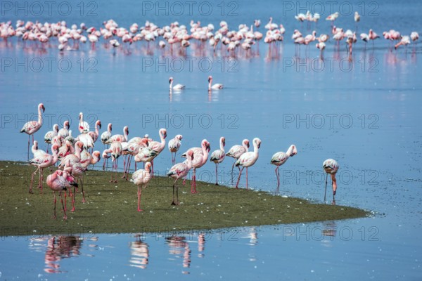 Soloist. Flock of white and pink flamingos feed themselves in coastal silt. Namibia. Sunrise.