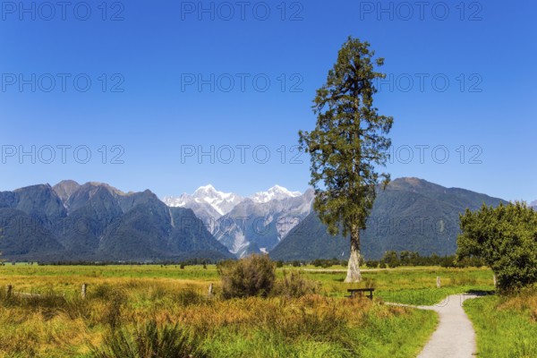 New Zealand, South Island. Dirt road to Lake Matheson. Snow-capped peaks of Mount Cook and Mount