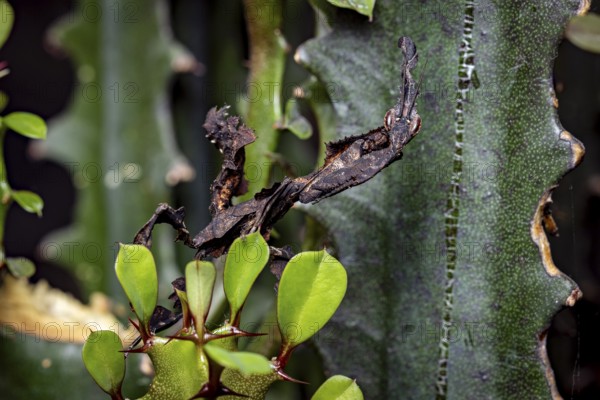 A deciduous mantis with dark camouflage resting on a green plant with leaves, ghost mantis