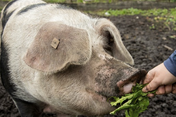 Close-up of a Bentheim black pied