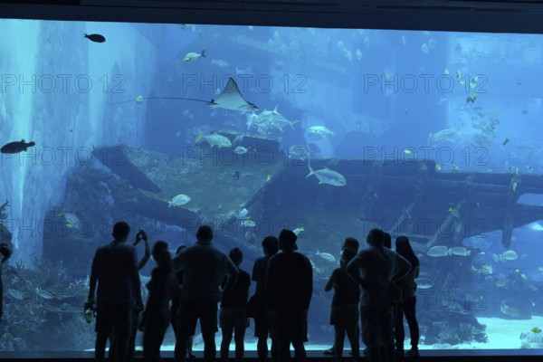 Silhouette of people in front of huge aquarium with stingray and fishes on Sentosa island,