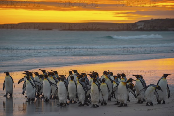 King penguins (Aptenodytes patagonicus), in the morning light on the beach, Volunteer Point,