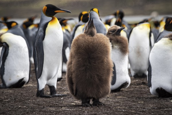 King penguins (Aptenodytes patagonicus), juvenile and adult birds at the edge of a colony,