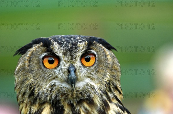 European eagle owl (Bubo bubo), captive, Germany, Europe, eagle owl, falconry Neunkirchen,