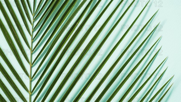 Palm leaves close up on pastel blue background. Tropical palm leaves top view or flat lay. Copy
