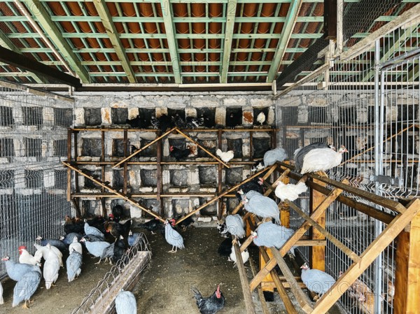 Guinea fowls and chickens sit on perches in a chicken coop.
