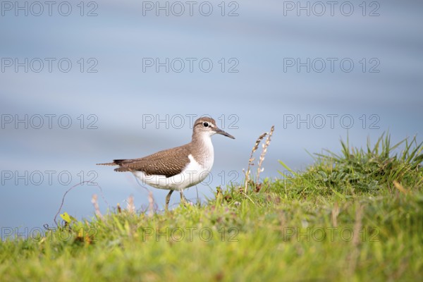 Common sandpiper (Actitis hypoleucos), in vegetation at the water's edge, Schleswig-Holstein Wadden