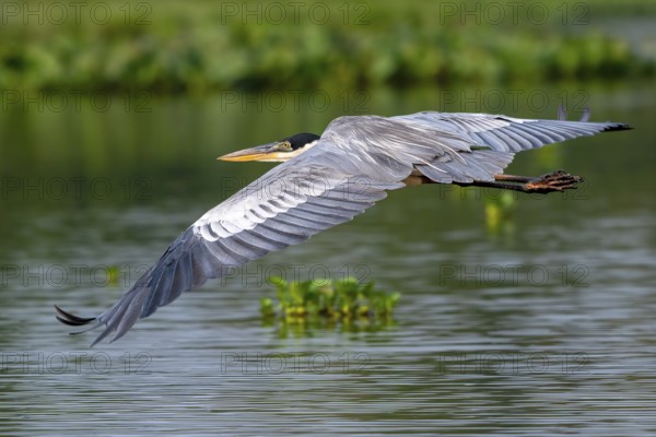 Cocoirei heron (Ardea cocoi), flying, in flight, Pantanal, inland, wetland, UNESCO Biosphere