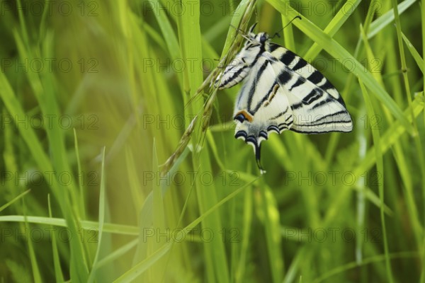 scarce swallowtail (Iphiclides podalirius), one of the largest butterflies, freshly hatched,