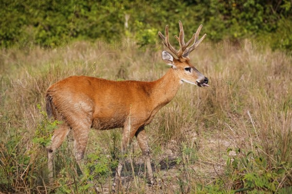 Side view of a Pampa Deer with beautiful colored fur in the afternoon light on a dry meadow,
