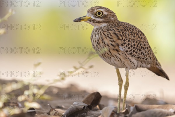 Animals, Birds, Cape Stone Curlew, (Burhinus capensis), Biotope, Habitat, Foraging, Al Baleed