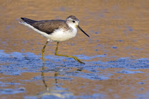 Pond sandpiper, (Tringa stagnatilis), animals, birds, limicolous birds, biotope, habitat, foraging,