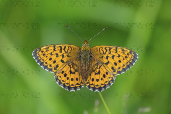 Meadowsweet Pearl-bordered Fritillary, Meadowsweet Pearl-bordered Fritillary, Violet Silver