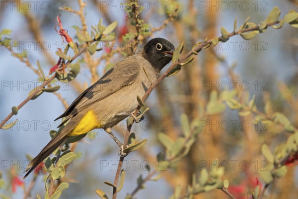 Yellow-breasted Bulbul, Songbird, True Bulbul, (Pycnonotus xanthopygos), Vallombrosa Bulbul,