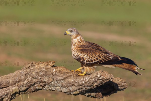 Red Kite, Red Kite, Montagu's Harrier, (Milvus milvus), King Harrier, bird of prey, perch, Hides De
