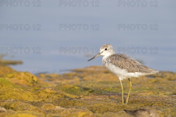 Greenshank, (Tringa nebularia) Wading bird, limesticks, foraging in mudflats, snipe family