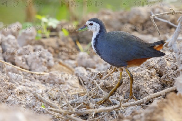 White-breasted Crake, (Amaurornis phoenicurus), Animals, Birds, Crake family, Ayn Hamran, Salalah,