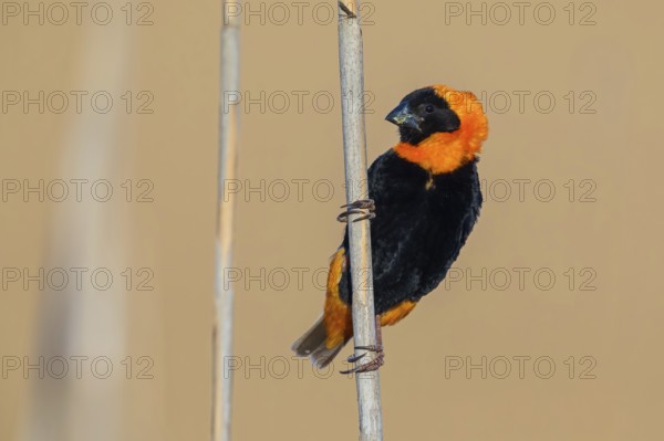 Oryx weaver, (Euplectes orix), Africa, South Africa, Weaver bird, Weaver birds, Roads from Malgas