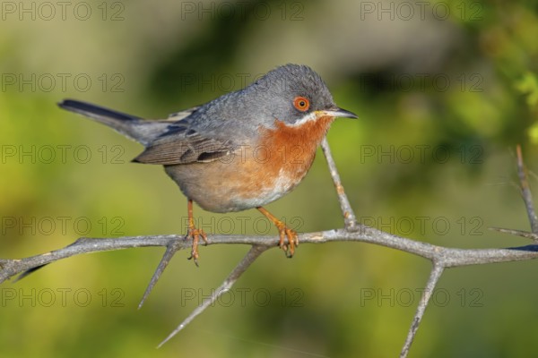 White-bearded warbler, (Sylvia cantillans), perch, biotope, bearded warbler, songbird, warbler